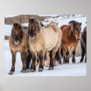 Zoek naar paard posters Winter