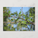 Zoek naar fruit briefkaarten Foto's