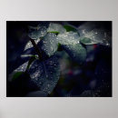 Zoek naar regendruppels posters Voor iedereen