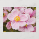 Zoek naar anemonen briefkaarten Bloemen