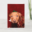 Zoek naar grappige pitbull kaarten Vakantie