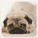 Zoek naar pug onderzetters Binnenshuis