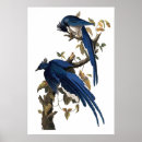 Zoek naar colombiaans posters Blauw