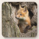 Zoek naar rode vos onderzetters Wilde dieren