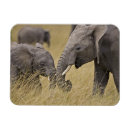 Zoek naar graz magneten Dier