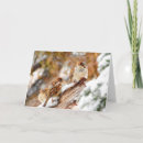 Zoek naar mussen kaarten Sneeuw