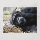 Zoek naar aap gezicht briefkaarten Chimp