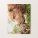 Zoek naar chicken puzzels Dieren