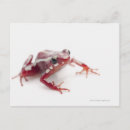 Zoek naar darts briefkaarten Dieren
