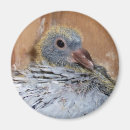 Zoek naar mijn duiven magneten Racen