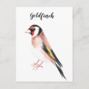 Zoek naar goudvink briefkaarten Waterverf