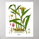 Zoek naar gember plant posters Voor iedereen