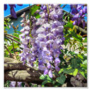 Zoek naar wisteria kunst Tuin