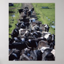 Zoek naar koeien melk kunst Landbouw