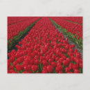 Zoek naar hollandse briefkaarten Bloesem