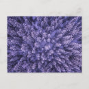 Zoek naar norse briefkaarten Noorwegen