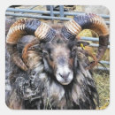 Zoek naar schaap stickers Elk persoon