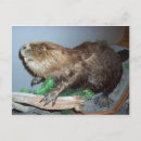 Zoek naar bevers briefkaarten Dier
