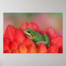 Zoek naar boomkikker posters Tree frog