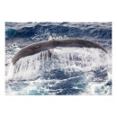 Zoek naar walvis staart posters Bultrug