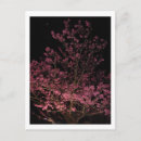 Zoek naar sakura briefkaarten Bloesems