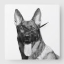 Zoek naar duitse herder klokken Foto