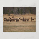 Zoek naar harem briefkaarten Wild