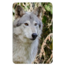 Zoek naar wolf magneten Natuur