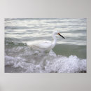 Zoek naar shorebird posters Vogel