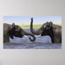 Zoek naar afrikaanse olifant kunst Wilde dieren