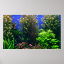 Zoek naar aquarium achtergrond posters Vis