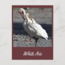 Zoek naar ibis briefkaarten Vogels