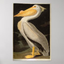 Zoek naar john james audubon posters Natuur