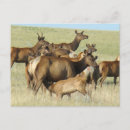 Zoek naar eland briefkaarten Cervus canadensis