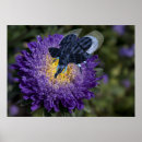 Zoek naar grappige insecten posters Humor