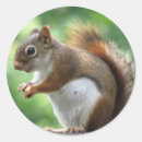 Zoek naar rode eekhoorn stickers Dier