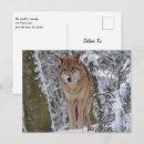 Zoek naar wilde wolven briefkaarten Bos