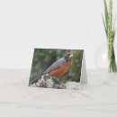 Zoek naar robins kaarten Wild