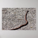 Zoek naar slangen posters Fotografie