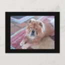 Zoek naar chow chow briefkaarten Hond