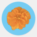 Zoek naar goudsbloem stickers Marigoud