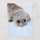 Zoek naar hond neus briefkaarten Schattig
