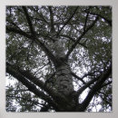 Zoek naar zwart witte natuur posters Boom