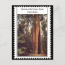 Zoek naar sequoia briefkaarten Sequoia national park