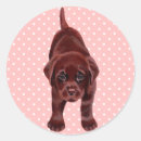 Zoek naar labrador puppy stickers Chocoladelabrador