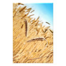 Zoek naar landbouw posters Plant