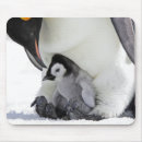 Zoek naar keizer pinguïn muismatten Antarctica
