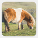 Zoek naar shetland pony stickers Equine