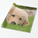 Zoek naar retriever cadeaupapier Foto