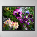 Zoek naar viooltje posters Bloemen